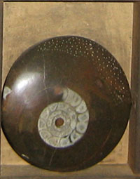 Image: Fossil Nautulis