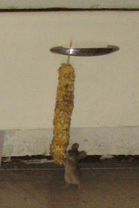 Image: Mouse by Chew