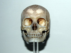 Image: Skull Netsuke