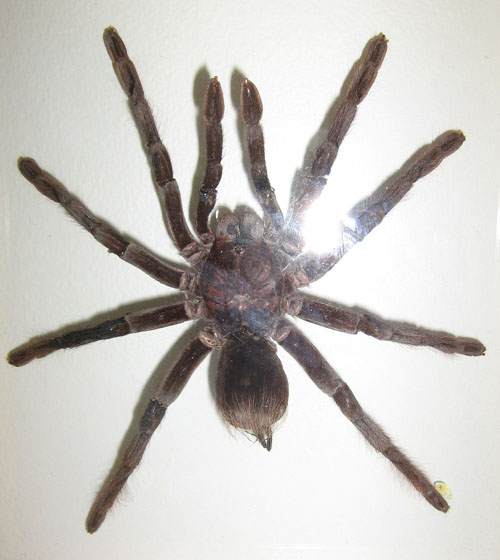 Image: Spider for the boy